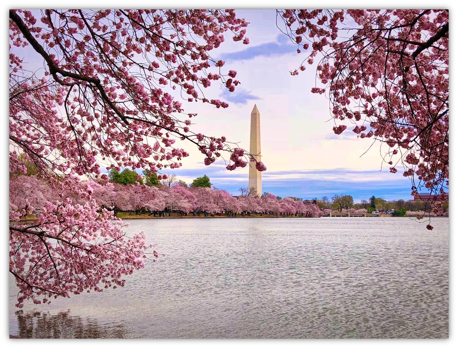 9 datos sobre las flores de cerezo de Washington DC