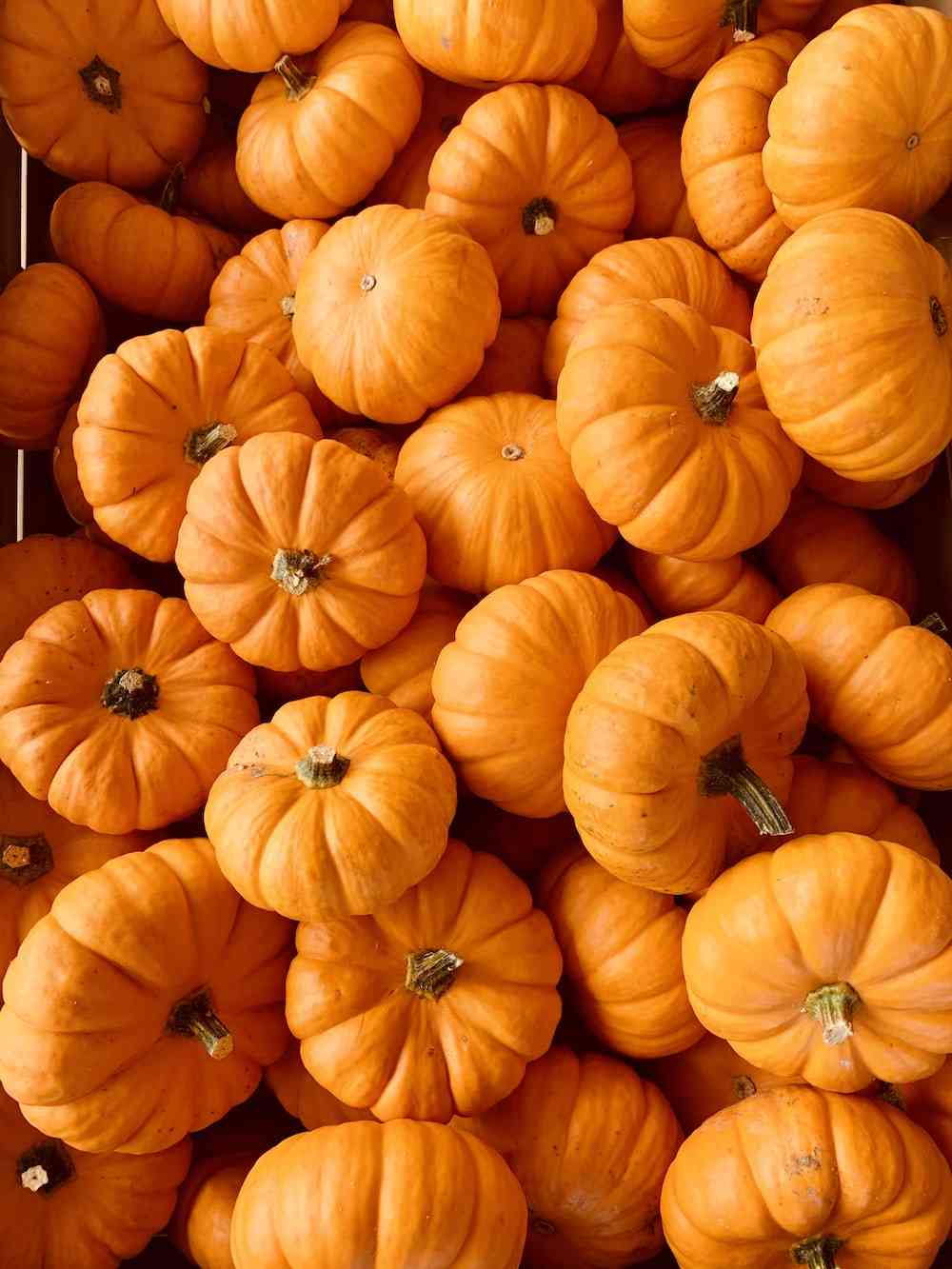 orange pumpkins halloween wallpaper