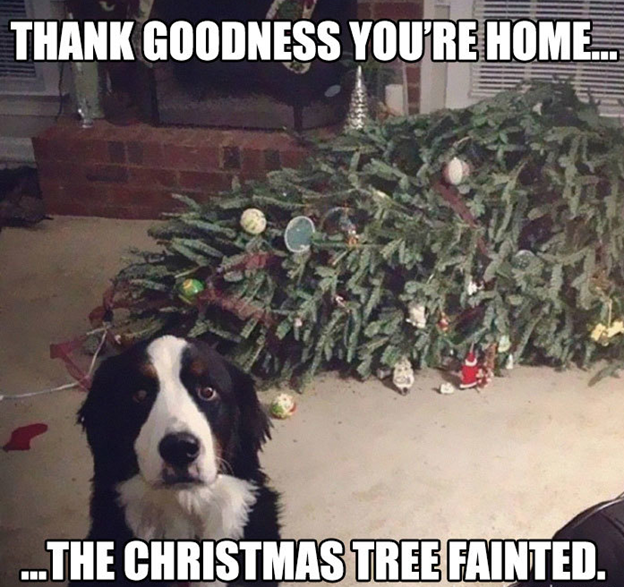 Christmas tree was pulled down by dog 