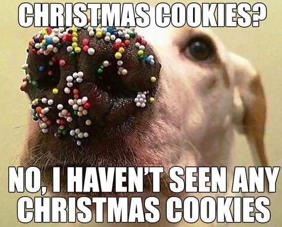 funny dog christmas meme